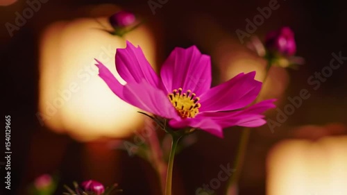 Captivating Cosmos Bloom Shines in Warm Hues and Gentle Light