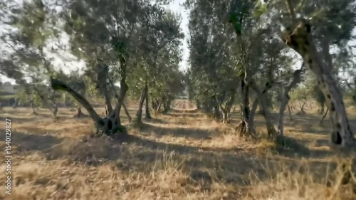 Peaceful Journey Through The Olive Grove In Southern Italy Landscape