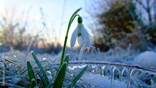 First Snowdrop Flower Blooms In A Freezing Winter Nature Landscape