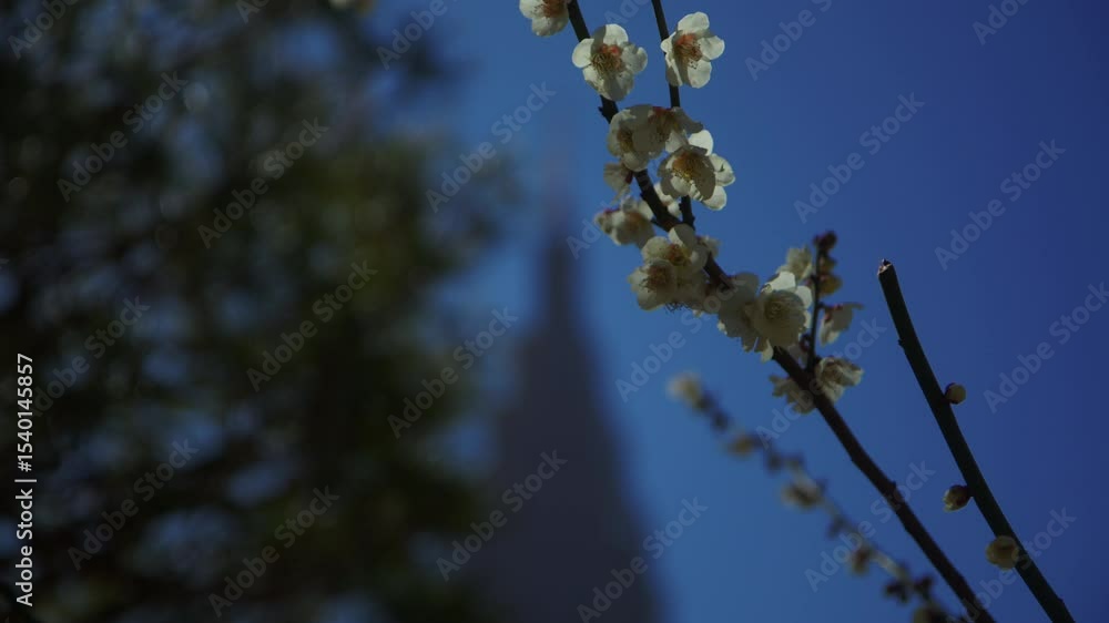 cerisiers en fleur devant un gratte-ciel
