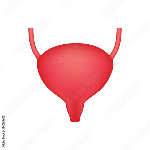 Human Bladder Anatomy, internal organ illustration isolated on white background