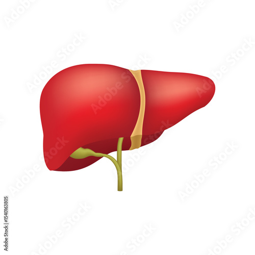 Human Liver Anatomy, internal organ illustration isolated on white background