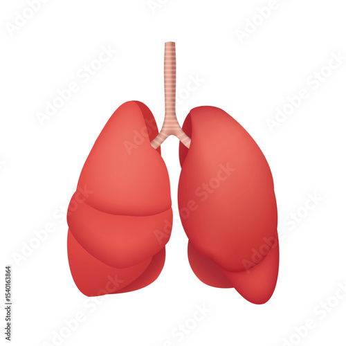 Human Lungs Anatomy, internal organ illustration isolated on white background