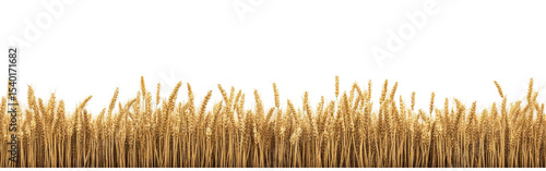 Golden Wheat Field - A Bountiful Harvest