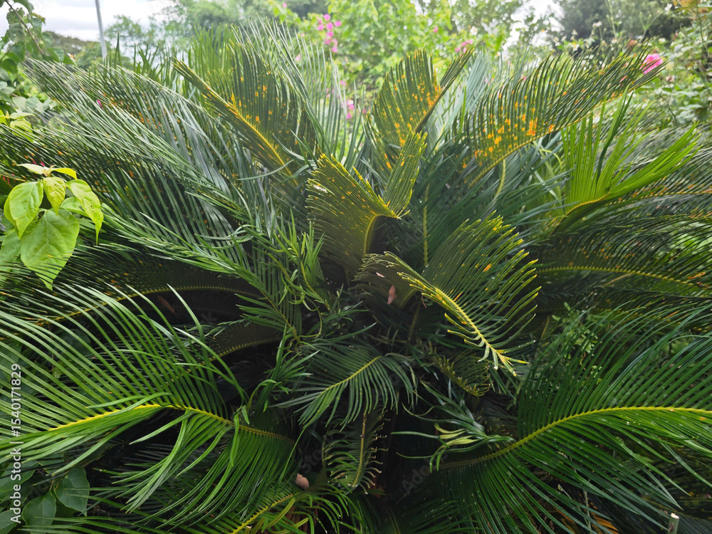 Fototapeta premium tropical palm tree