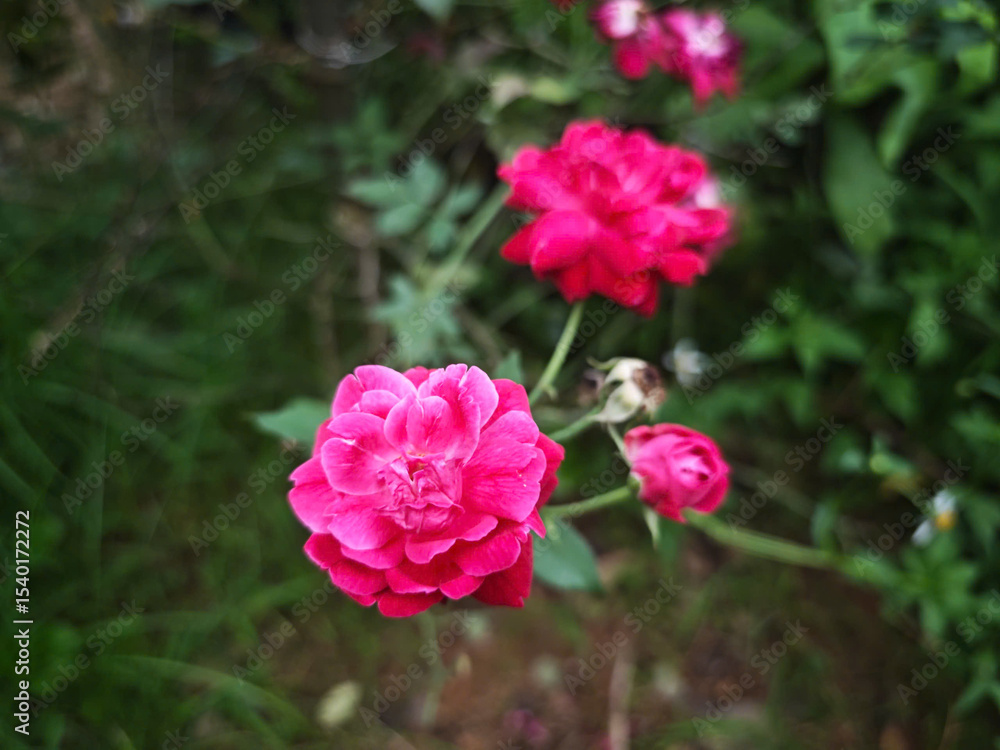 Fototapeta premium pink rose bush