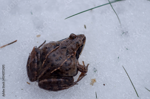 frog on the snow