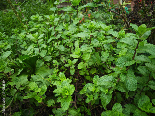 Wallpaper Mural green leaves background Torontodigital.ca