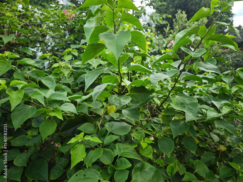 Obraz premium green leaves in the garden