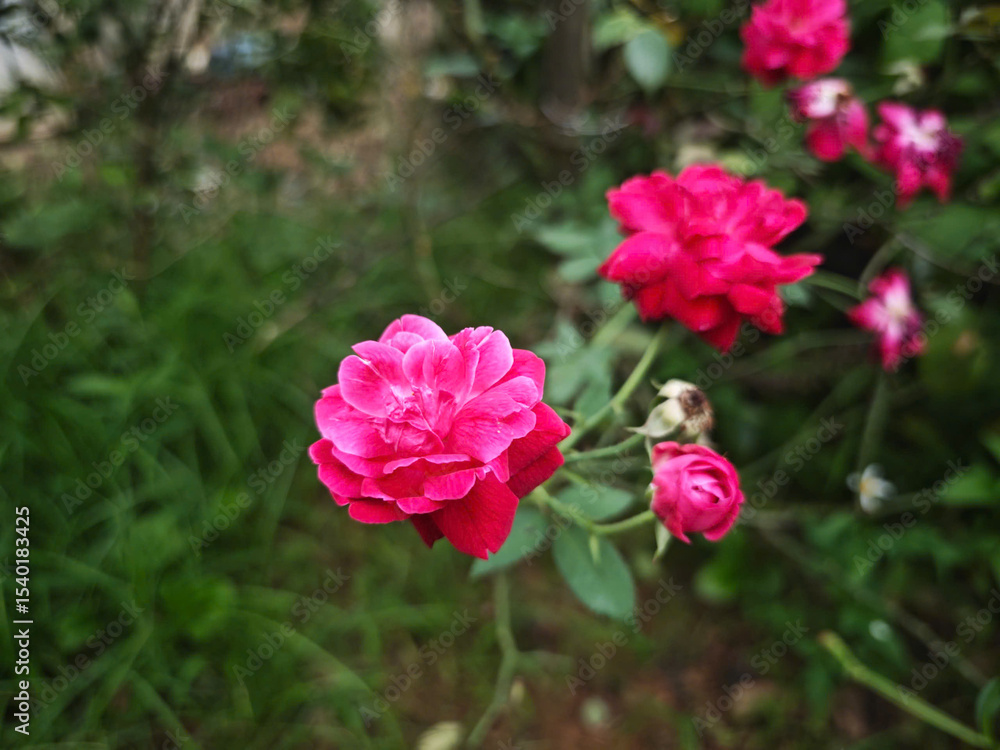 Obraz premium pink and white flowers