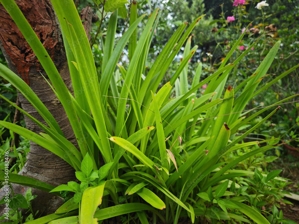 green grass with dew drops green grass with dew drops
