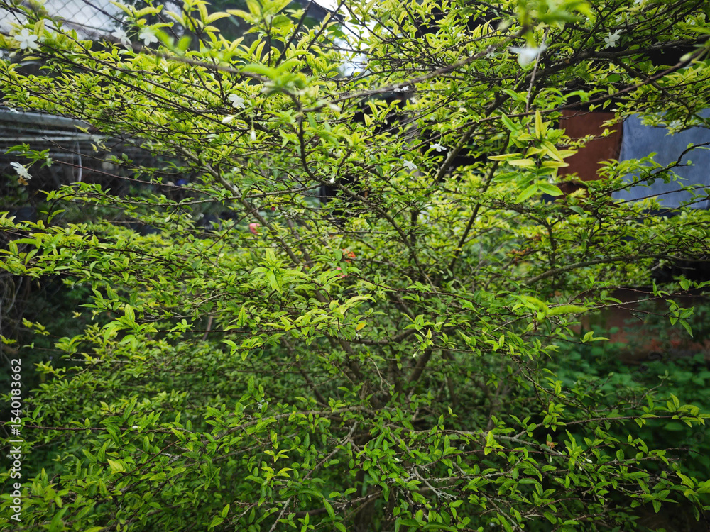 Fototapeta premium trees in the garden