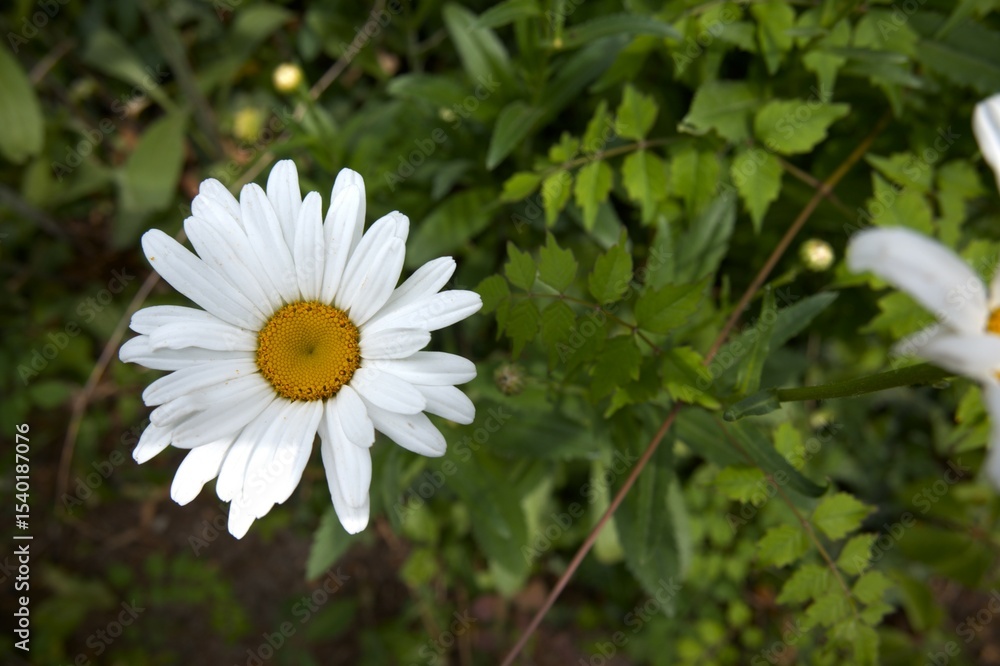 White Gerberas flower close up. White Gerberas flower close up.