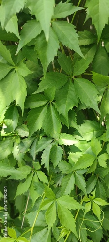 green leaves background