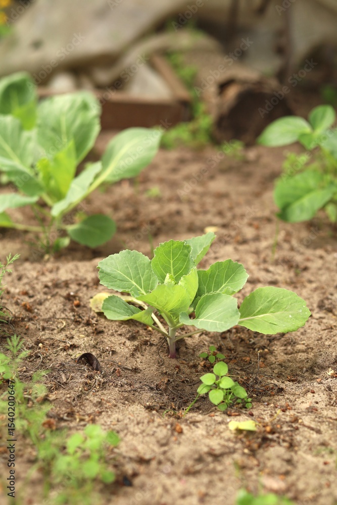 young cabbage in a garden bed young cabbage in a garden bed
