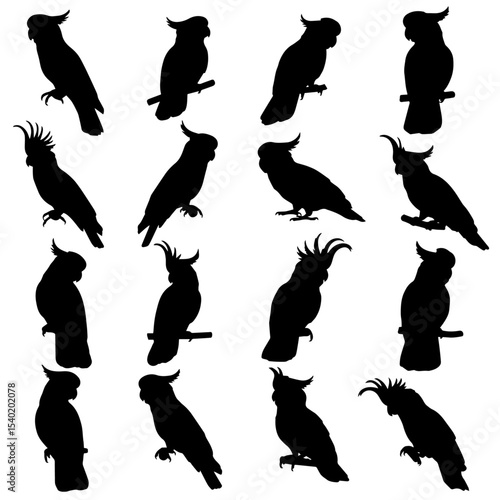 Diverse silhouette of parrots and cockatoos perched on branches lush tropical foliage