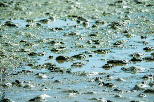 Photos The solonetz on the site of the old lagoon