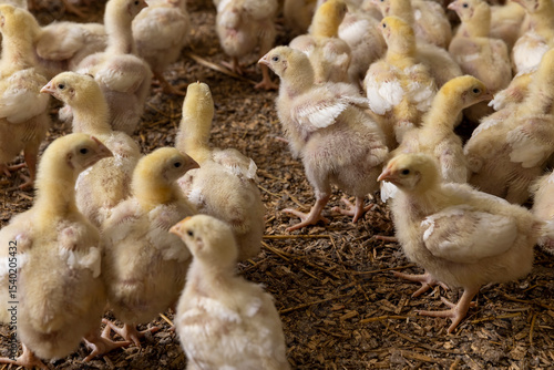Schilderij op canvas small chickens in down and feathers during cultivation at a poultry farm, chicks