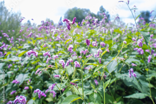 Wall Mural Common persicaria (Polygonum maculosa) in the mountains of Sikhote Alin, Primorsky region, coast wet meadow of the Japanese Sea