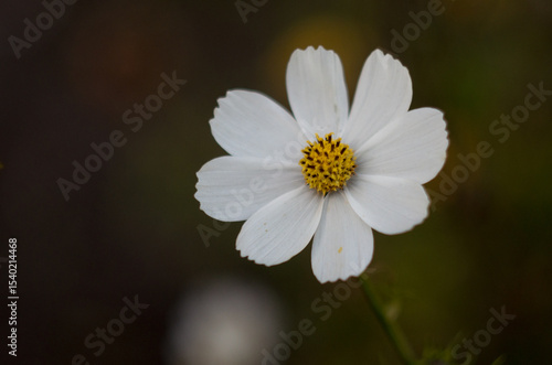 white daisy flower