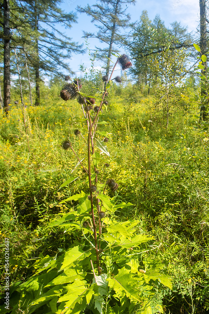 Fototapeta premium Black Thistle Inflorescence. Seaside meadows of the Sea of Japan. Forest meadow, mixed forest. A fruiting plant, August. Khabarovsk region