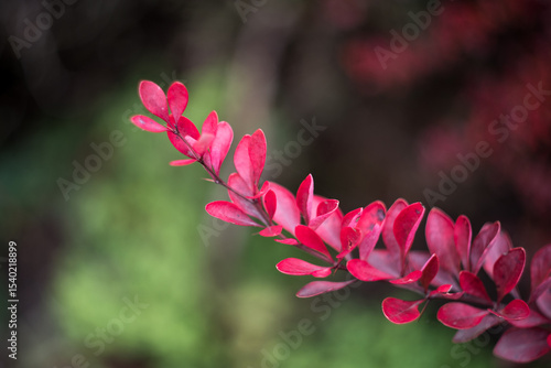 close up of pink flower