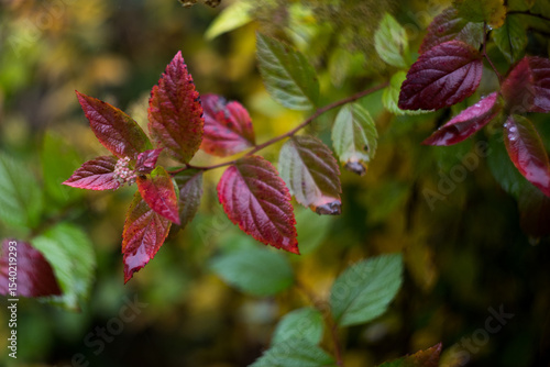 red autumn leaves