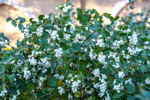 Indian currant, waxberry (Symphoricarpos albus) with fruits