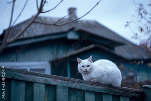 white cat on the fence