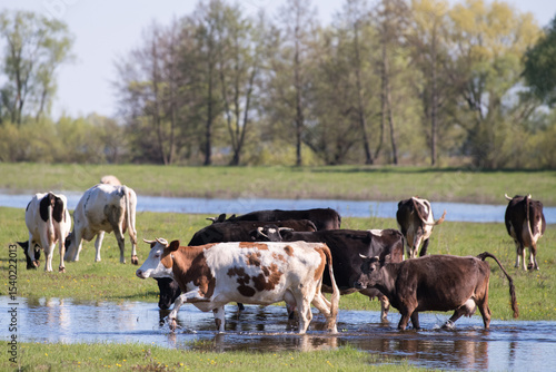 cows in a field