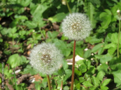 Pusteblume