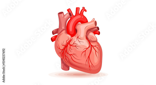 Cartoon illustration of a human heart with arteries and veins