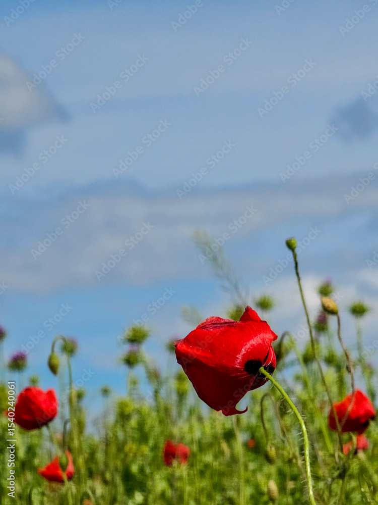 Fototapeta premium Red poppy field