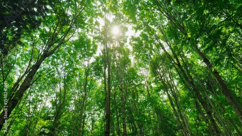 Green forest with sun through leaves and branches in mountains.Earth day,environment,ecology and sustainability nature concept.Forest reduce carbon emissions and clean air.