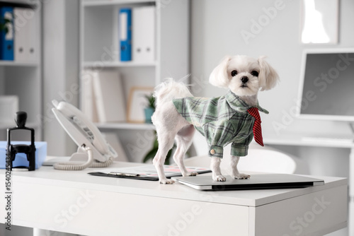 Funny business Maltese dog ...
