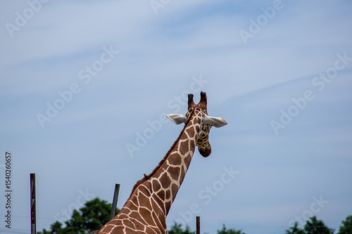 Photography 去りゆくキリンの後ろ姿 ― 背中で語る哀愁と静けさの瞬間｜Melancholic Back View of a Giraffe — A Quiet, Poign