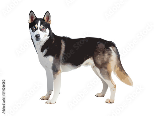 A purebred Siberian husky or border collie puppy portrait isolated on white