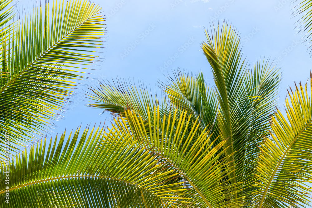 Fototapeta premium The green branches of coconut trees in the sunlight