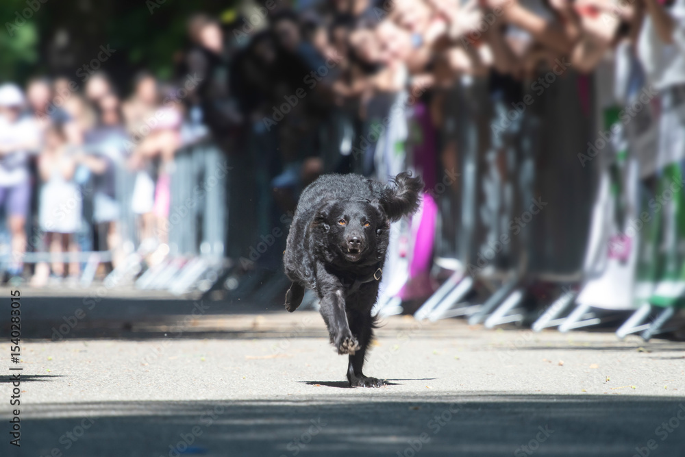Dog agility competition. Dog agility competition.