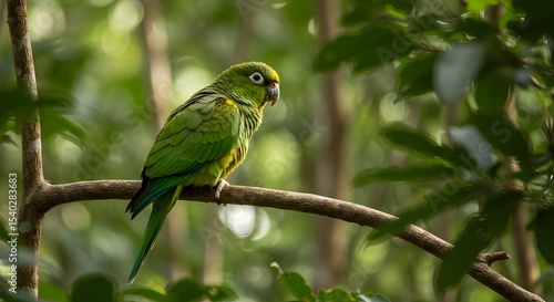 blue and yellow macaw