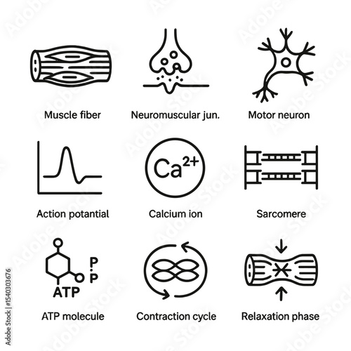 Muscle Cramps Icons. Outline icon set of physiology of muscle cramps: muscle fiber, neuromuscular junction, motor neuron, action