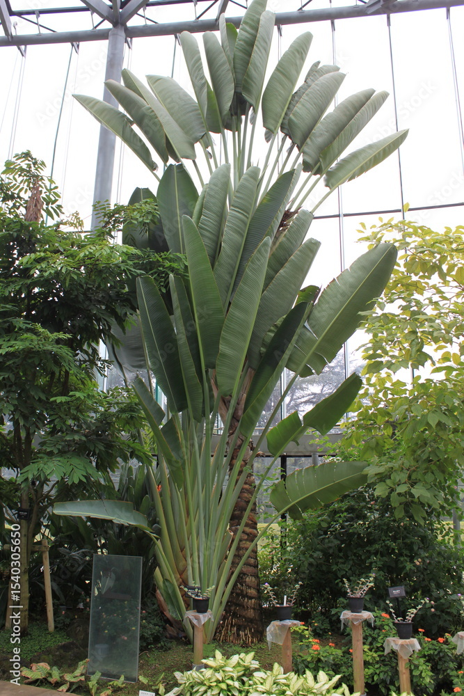 Obraz premium Flowers and plants