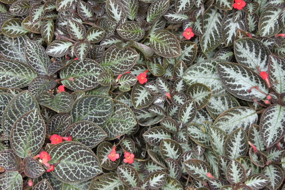 Obraz premium Flowers and plants