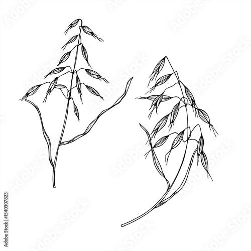 Monochrome vector illustration of wild oat painted by black inks. Meadow or field avena fatua branches etching drawing for agricultural design, botanical guide, eco friendly packaging, greeting card