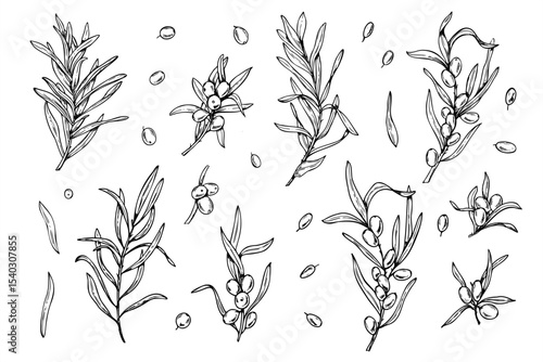 Monochrome sea buckthorn branches with berries and leaves hand drawn vector set painted by black inks. Wild berry realistic graphic sketch for organic product labels, herbal medicine packaging