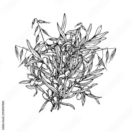 Monochrome vector bouquet of sea buckthorn and wild oat branches. Juicy autumn berries with leaves painted by black inks. For beauty branding, organic cosmetic packaging, herbal skincare design