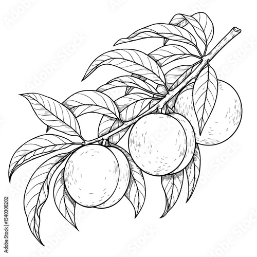 Peaches Hanging on a Branch Doodle Illustration – Hand-Drawn Black and White Line Art on Transparent Background