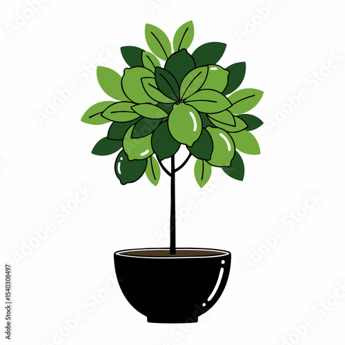Lush Miniature Lime Tree in Black Pot, Vibrant Green Foliage
