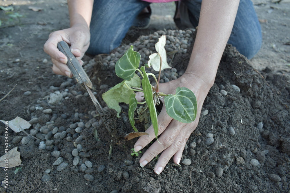 Fototapeta premium young man planting a plant