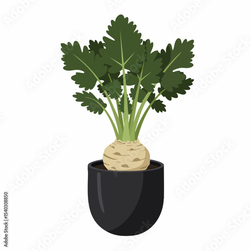 Celery Root Plant in Dark Pot, Vibrant Green Foliage